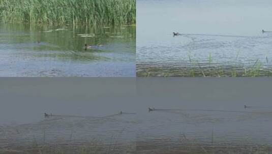 湖中野鸭群高清在线视频素材下载