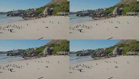 巨石海滩海岸线上的非洲企鹅高清在线视频素材下载