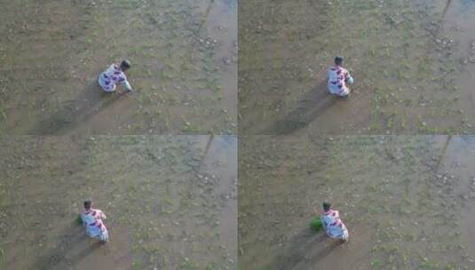 一位农村妇女在田里插秧高清在线视频素材下载