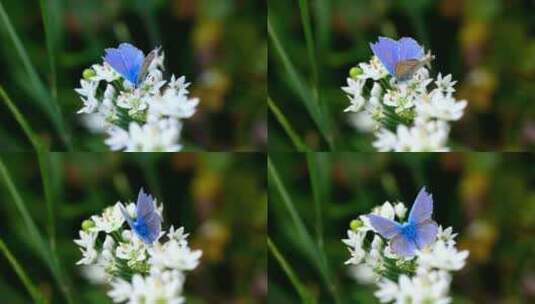 蓝色蝴蝶趴在白色花朵上高清在线视频素材下载