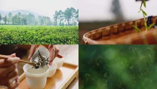 茶场泡茶煮茶品茶喝茶传统人文视频素材高清在线视频素材下载