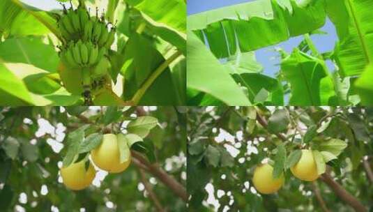 香焦树结果的水果树高清在线视频素材下载