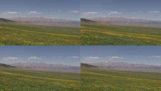新疆草原森林航拍高清在线视频素材下载