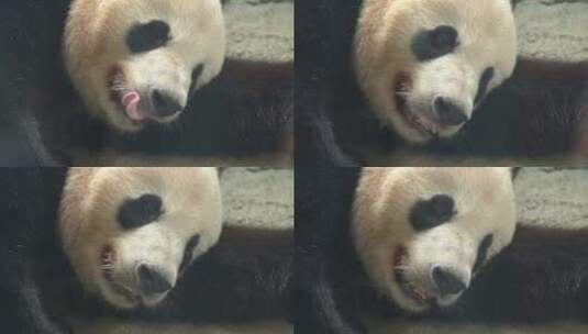 可爱国宝熊猫吃竹子生活日常记录高清在线视频素材下载