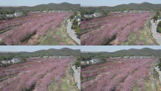航拍长沙贝拉小镇樱花园开满樱花高清在线视频素材下载