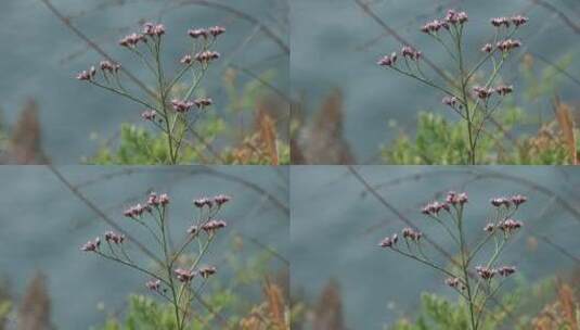 威海市环翠区猫头山二色补血草苍蝇花高清在线视频素材下载