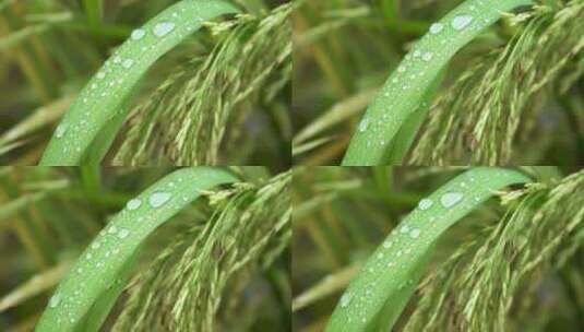 水稻露水露珠清新自然农作物高清在线视频素材下载