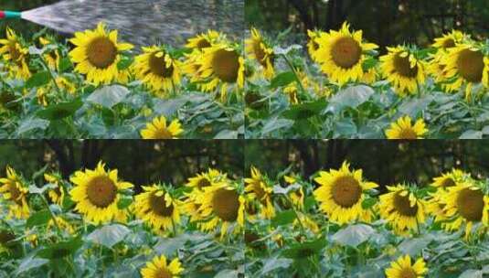 浇灌向日葵花朵，给盛开的向日葵花浇水高清在线视频素材下载