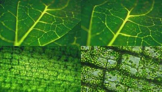 植物叶子特写光合作用特效三维动画高清在线视频素材下载