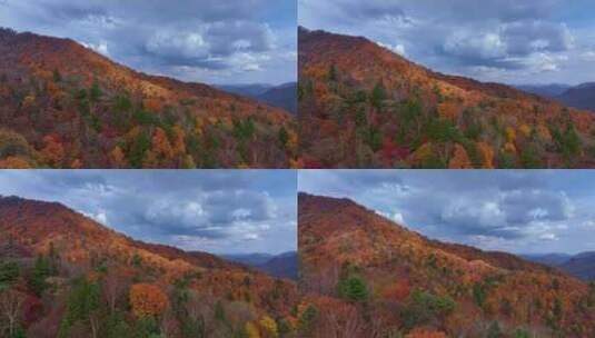 4K秋天色彩五花山光雾山秋景风光自然新疆高清在线视频素材下载