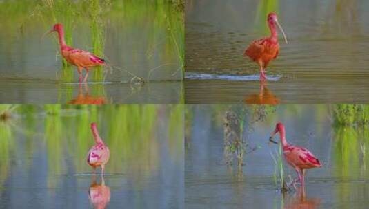 观鸟野生动物水鸟美洲红鹮合集高清在线视频素材下载