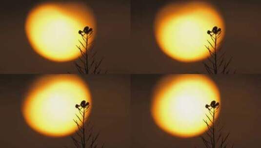 太阳夕阳日落黄昏花朵剪影高清在线视频素材下载