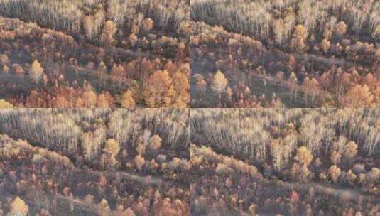 鸟瞰晚秋油画效果的森林高清在线视频素材下载