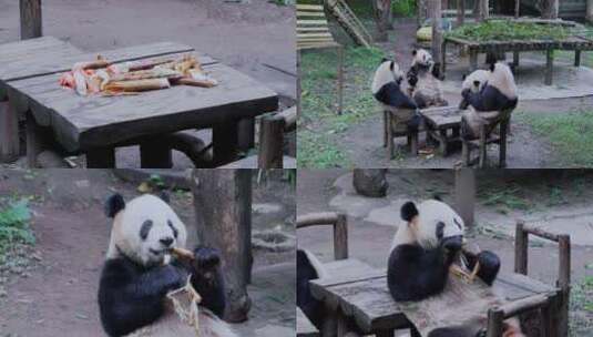 大熊猫吃竹笋视频合集高清在线视频素材下载