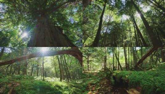 大山深处原始森林红豆杉群落树木高清在线视频素材下载