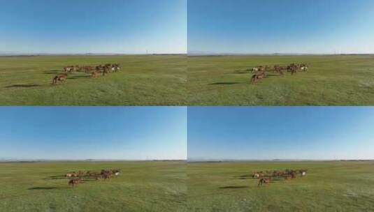 航拍呼伦贝尔秋天的草原马群400高清在线视频素材下载