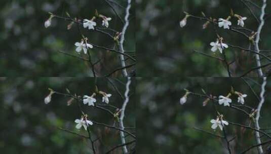 春天雨季樱花升格空镜高清在线视频素材下载