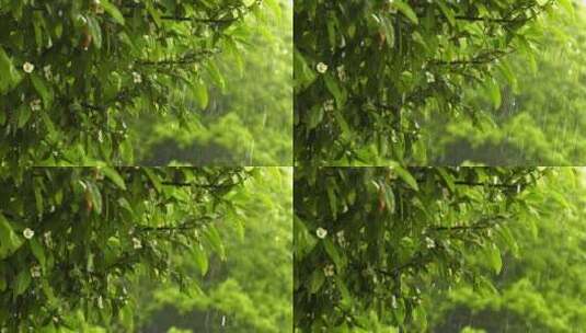 下雨唯美清新空镜雨景高清在线视频素材下载