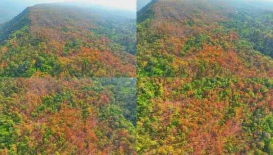 鸟瞰泰国充满活力的彩色落叶林。4K。高清在线视频素材下载