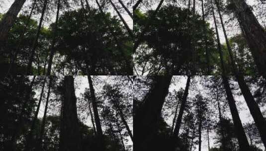 旋转摇摄森林的树木高清在线视频素材下载