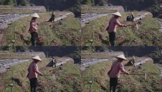 泰国村庄果园里的农民耕种土地高清在线视频素材下载