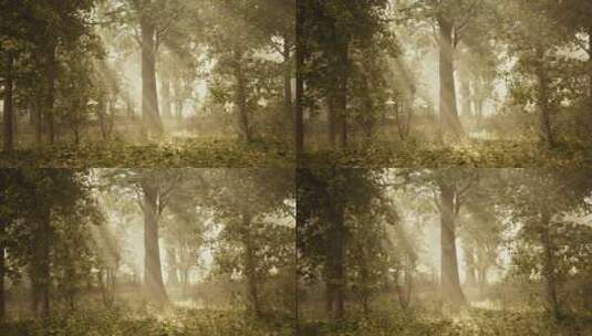 迷雾森林中爆发的阳光高清在线视频素材下载