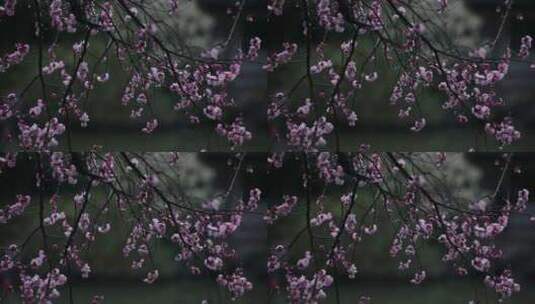 水珠滴在花瓣上娇美醉人（苏州园林艺圃）高清在线视频素材下载