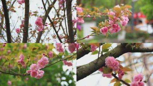 春天盛开的樱花片段《合集》高清在线视频素材下载