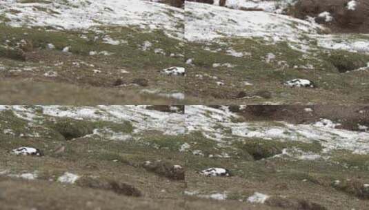 高原上的小鸟在雪中觅食高清在线视频素材下载