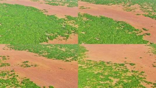 江西鄱阳湖湿地候鸟白鹤大雁高清在线视频素材下载