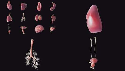 健康红润的人体内脏器官高清在线视频素材下载