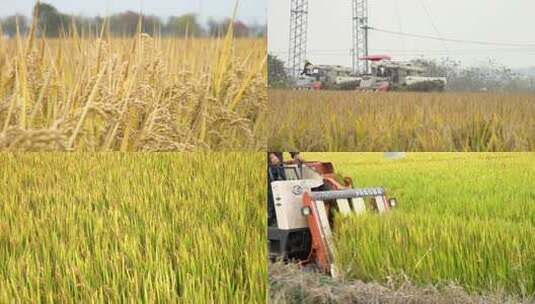 金黄稻田丰收景象的近景特写高清在线视频素材下载