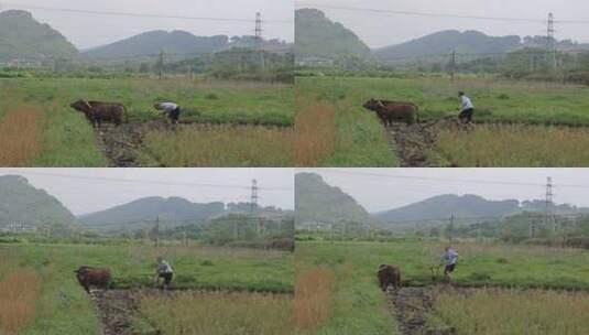 牛在田间耕地的场景 牛犁田高清在线视频素材下载