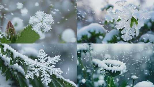 唯美冬季 飘雪 花朵 植物特写雪景 (4)高清在线视频素材下载