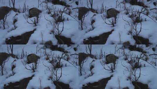 冬天 冬季 寒冷 凄凉 冷漠高清在线视频素材下载