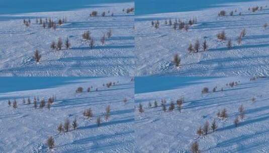 航拍雪原松树光影高清在线视频素材下载