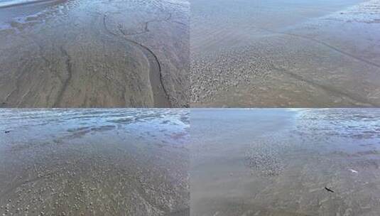 鸟群在湿地上空飞翔高清在线视频素材下载