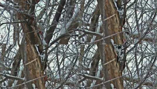 啄木鸟正在啄树高清在线视频素材下载