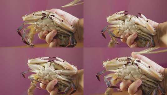 鲜活海蟹螃蟹高清在线视频素材下载