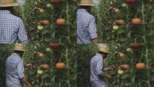 农民在收获熟的西红柿高清在线视频素材下载