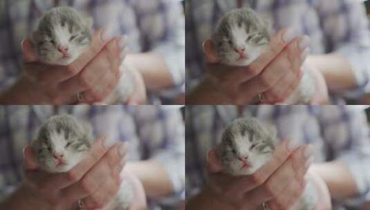 女性的手抱着一只刚出生的小猫高清在线视频素材下载