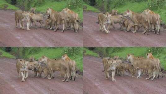 路上的一群狮子高清在线视频素材下载