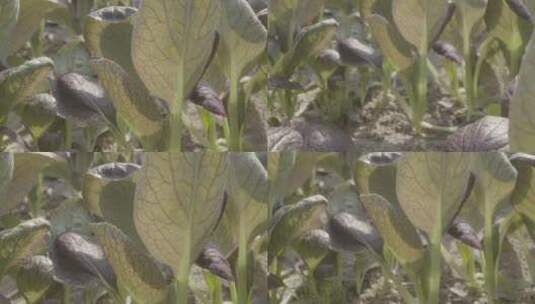 植物嫩苗紫罗兰油菜温室微距拍摄LOG素材高清在线视频素材下载
