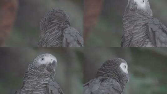 灰鹦鹉羽毛鸟喙鸟嘴眼睛保护动物高清在线视频素材下载