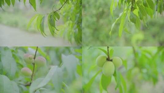 C0043 春天雨天桃树叶未成熟桃子高清在线视频素材下载