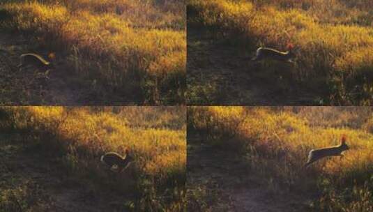 夕阳下兔子奔跑高清在线视频素材下载