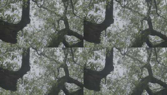 春天茂盛的大樟树低角度拍摄高清在线视频素材下载