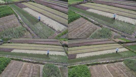 环绕农田耕种的农民高清在线视频素材下载