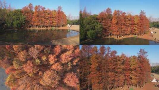 航拍上海共青森林公园唯美金色秋天合集高清在线视频素材下载