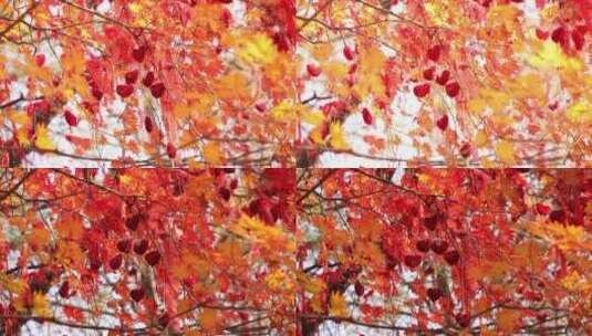 枫叶秋季风景高清在线视频素材下载